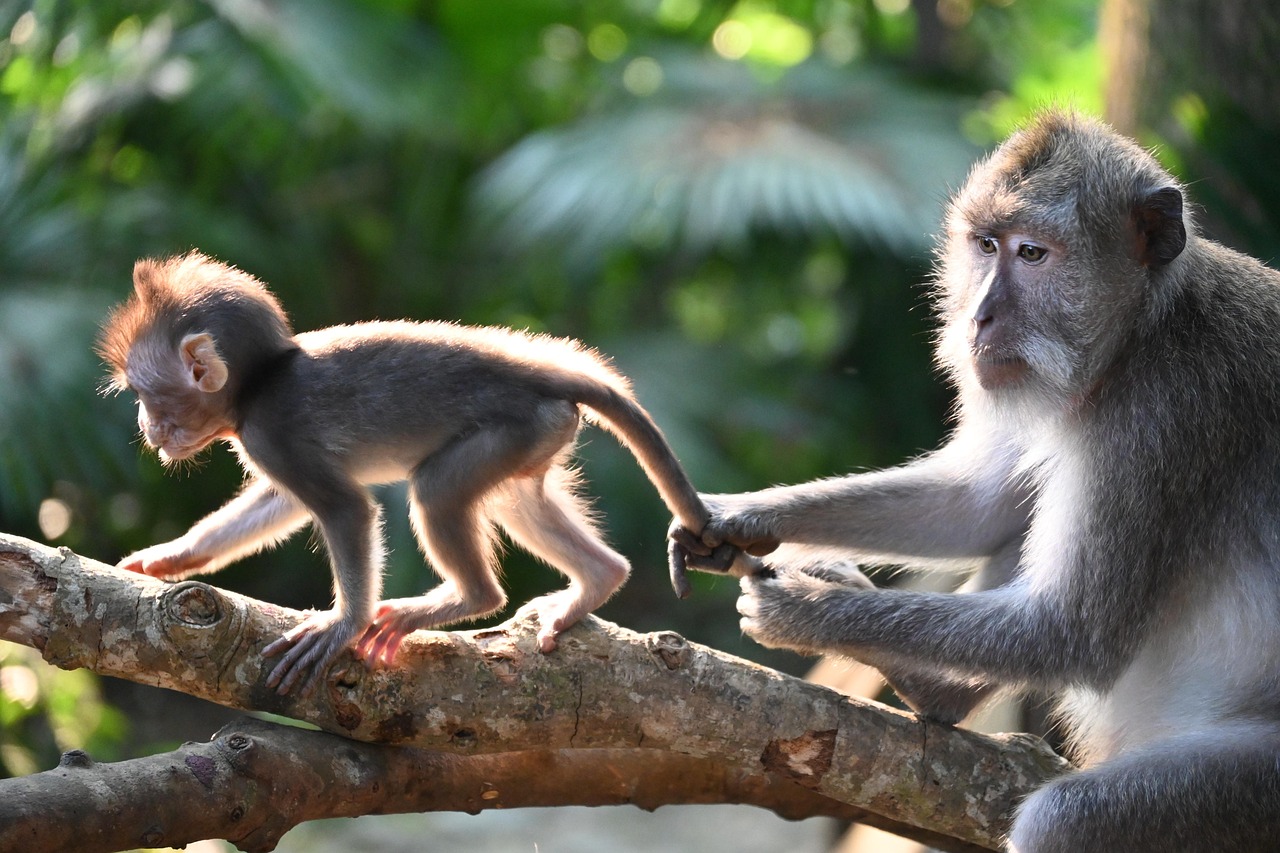 5-Day Rwanda Gorillas and Chimpanzee Tour gallery image